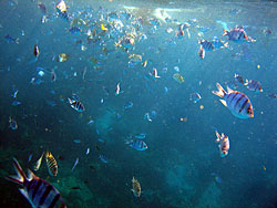 Duizenden veelkleurige vissen omgeven je tijdens de snorkel trip